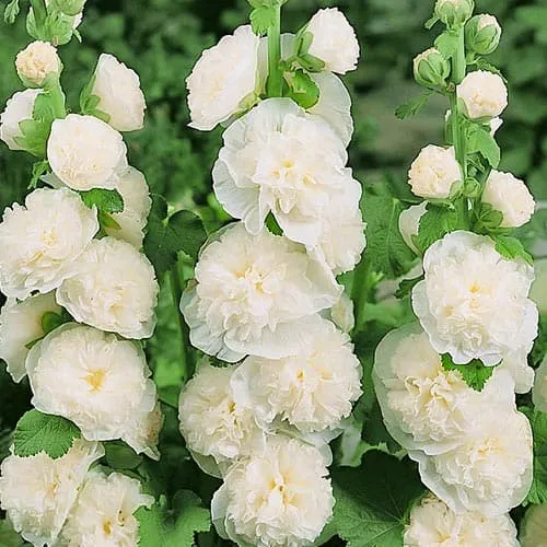 Double White